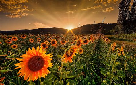 rising sun  sunflowers glow sun fiery orange golden bonito