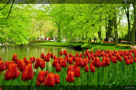 holland tulip gardens hd wallpapers hd nature wallpapers