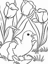 Spring Coloring Pages Older Students Getdrawings sketch template