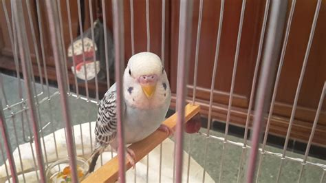 help me identify this budgie age and gender talk budgies forums