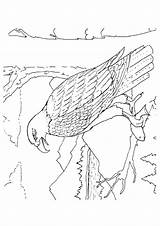 Adler Ausmalbilder Kostenlos sketch template