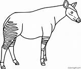 Okapi Coloring Pages Simple sketch template