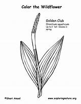 Coloring Golden Club sketch template