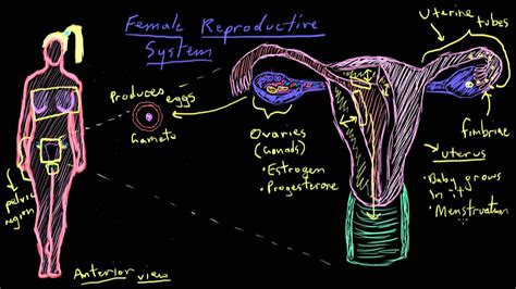Khan Academy Anatomy Of The Female Reproductive System Youtube Riset