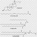 Lipid Phospholipid Triglyceride Interaction Hiclipart sketch template
