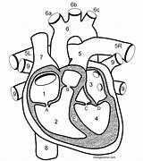Diagrams Unlabeled Labeling Cardiovascular Labeled Biologycorner Biology Internal sketch template