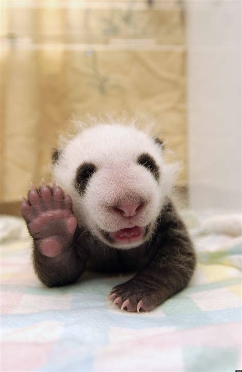 baby panda photographed waving  chinas wolong nature reserve