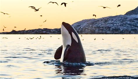 orca killer whale food  futurity