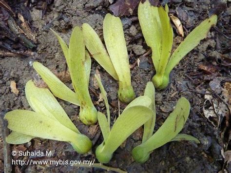 shorea inappendiculata shorea plants peninsular malaysia