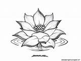 Flower Tumblr Lotus Drawing Coloring Sketch sketch template