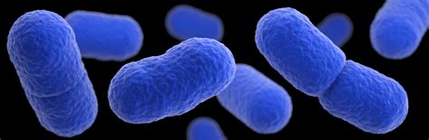 listeria    miscarriage threat early  pregnancy