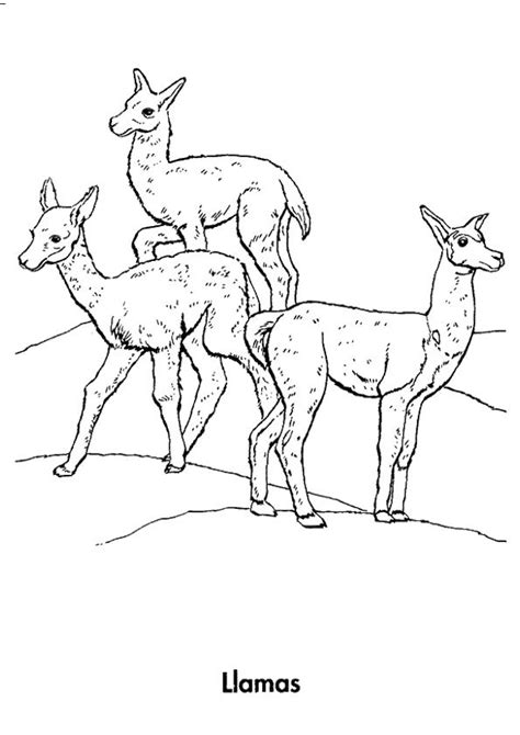 llama coloring pages  coloring pages  kids coloring pages