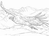 Condor Andean Printable Coloring Pages Flying Choose Board sketch template