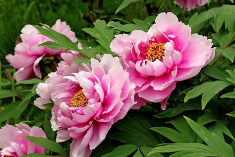 peony description types major species britannica