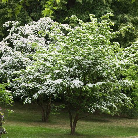 kousa dogwood trees  sale  arbor days  tree nursery arbor