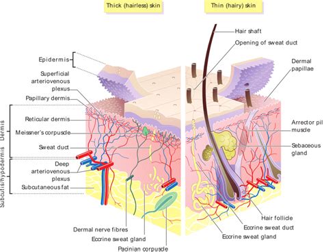 accessory structures   skin boundless anatomy  physiology