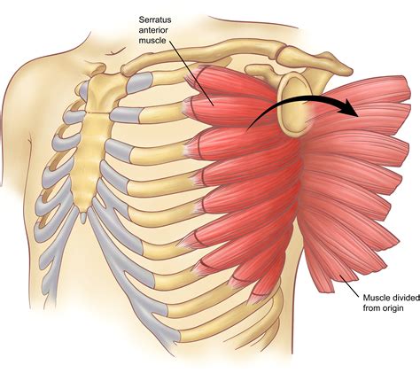 anatomy  chest wall muscles  muscles connecting  upper