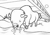 Buffalo Coloring Pages Books Last sketch template