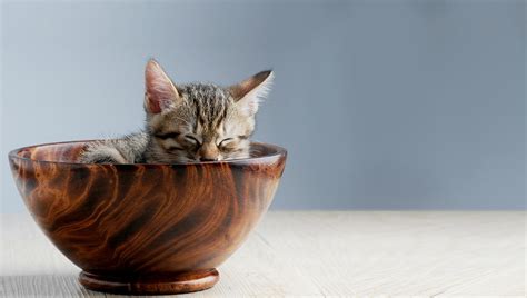 teacup cat cost average price pet spruce