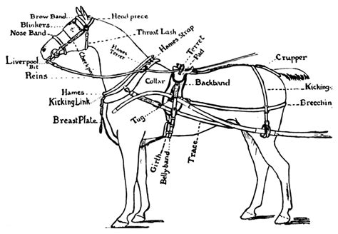 draft horse harness diagram general wiring diagram