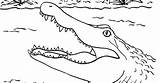 Alligator Crocodile Coloringbay Samanthasbell sketch template