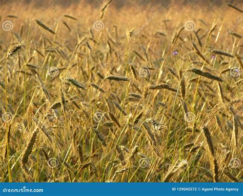 graanveld springendal twente wheat field springendal twente netherlands stock photo image