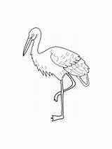 Coloring Pages Crane Birds Recommended Cranes Mycoloring sketch template
