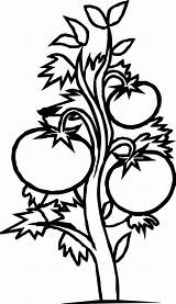 Clipart Bush Outline Cliparts Plants Tree Library sketch template