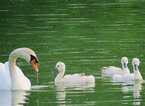 light shine  baby swans