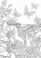 Hummingbird Hibiscus Hummingbirds Mandala Detailed Freehand Sheets Nectar Zentangle Contour Papillon sketch template