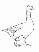 Coloring Pages Goose Birds Printable Gooses Color Recommended sketch template