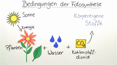 fotosynthese noetige umweltvoraussetzungen einfach