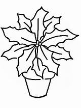 Poinsettia Natur Gifgratis Prend Codes Malvorlage sketch template