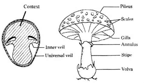 diagram  mushroom  neat labelled  meritnationcom