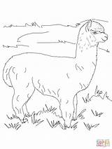 Alpaca Alpaka Shamu Auf Wiese Ausdrucken Stampare Boer Simplified Pasture Aus sketch template