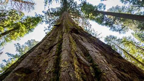 scientists  discovered     trees grow bigger  faster