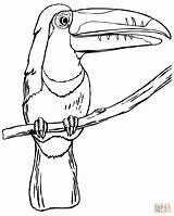 Toucan Bird Ausmalbilder Tukan Keel Billed Ausmalbild Toucans Supercoloring Ausdrucken Malbilder sketch template