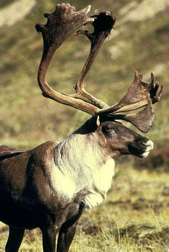 reindeer caribou  animal files