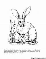 Hares Jackrabbit Mammals sketch template