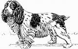 Spaniel Dog Coloring Large sketch template