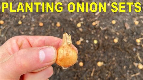 planting onion bulbs  complete guide  start  finish youtube