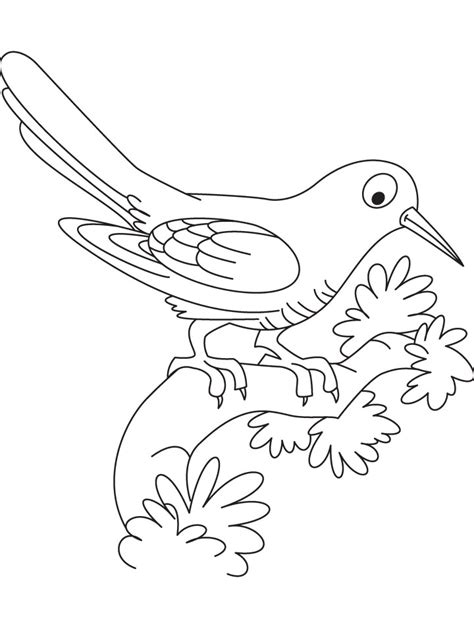resting cuckoo bird coloring page   resting cuckoo bird