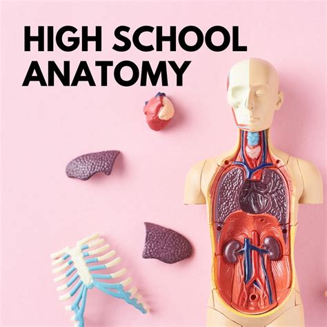 Reproductive Sexual Anatomy Lesson Plan For High School Responsible