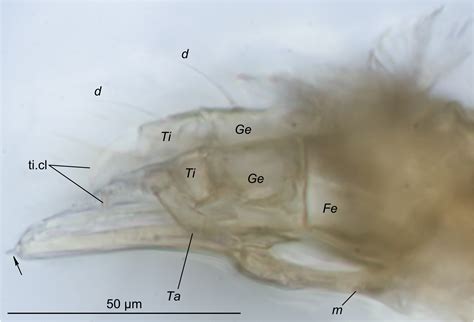 two eocene species of peacock mites acari tetranychoidea