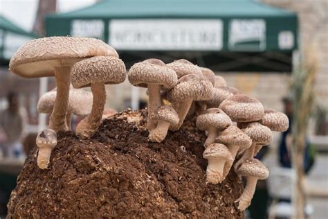 mushroom growing kit  beginners cooks harvest