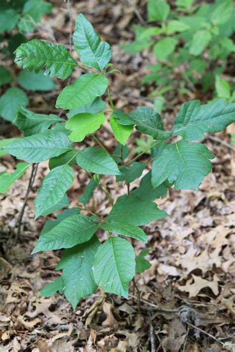 poison ivy poison oak  similar plant identification oklahoma state university