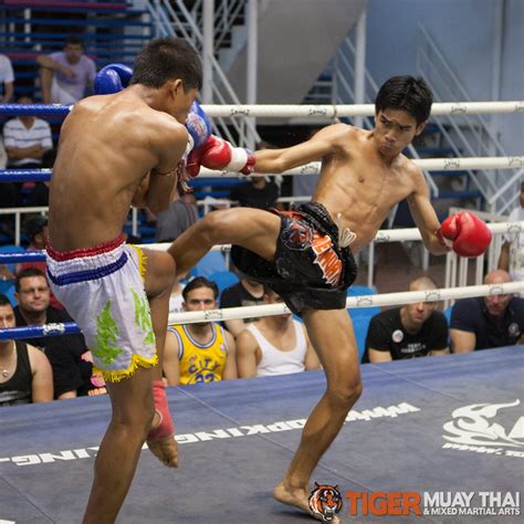 fighting thai tiger muay thai and mma training camp fights may 12 2013