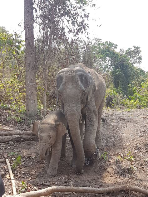 Myanmar Timber Elephant Project Nutritional Content Of