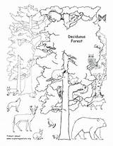 Forest Coloring Animals Deciduous Pages Rainforest Tundra Drawing Biome Printable Trees Habitat Ecosystem Tropical Clipart Labeled Habitats Draw Biomes Animal sketch template