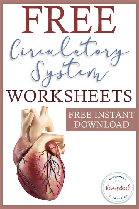 circulatory systems worksheets  instant
